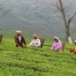 Mobile Preview: Teegarten in Darjeeling