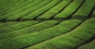 Preview: Japan Sencha aus Yame Teefeld