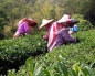 Mobile Preview: Teepflückerinnen bei der Arbeit