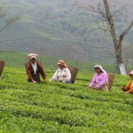 Teegarten in Darjeeling