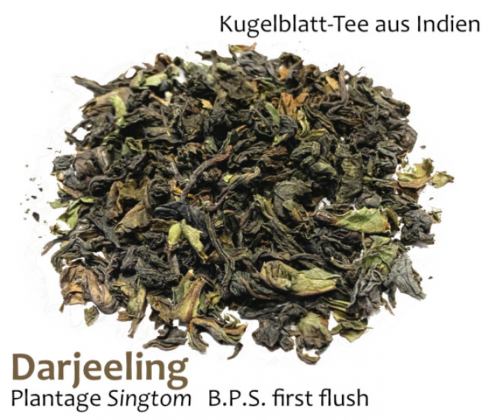 Schwarzer Tee aus Indien: Darjeeling Plantage Singtom
