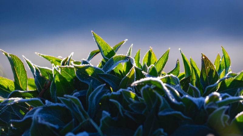 Japan Sencha aus Yame in Bioqualität